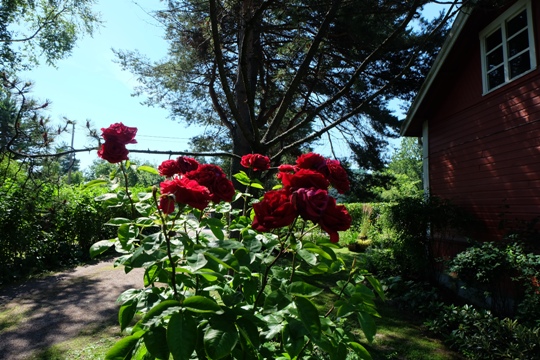 gardens roses 1 27