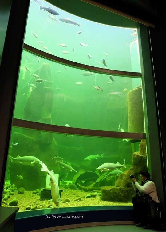 Глубина главного аквариума Маретариума в Котке - 7 метров
