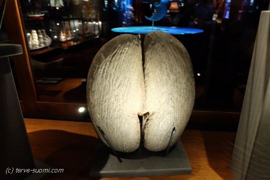 "Запретный плод Эдема" - кокос, который растет на пальмах Lodoicea maldivica