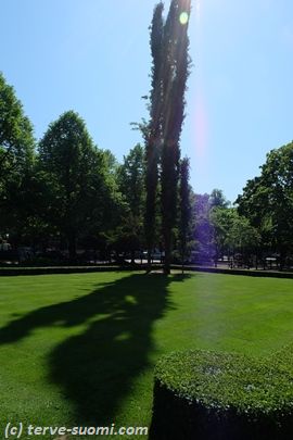 Парк Сибелиуса в Котке. Тополь дрожащий – Populus tremula erecta.