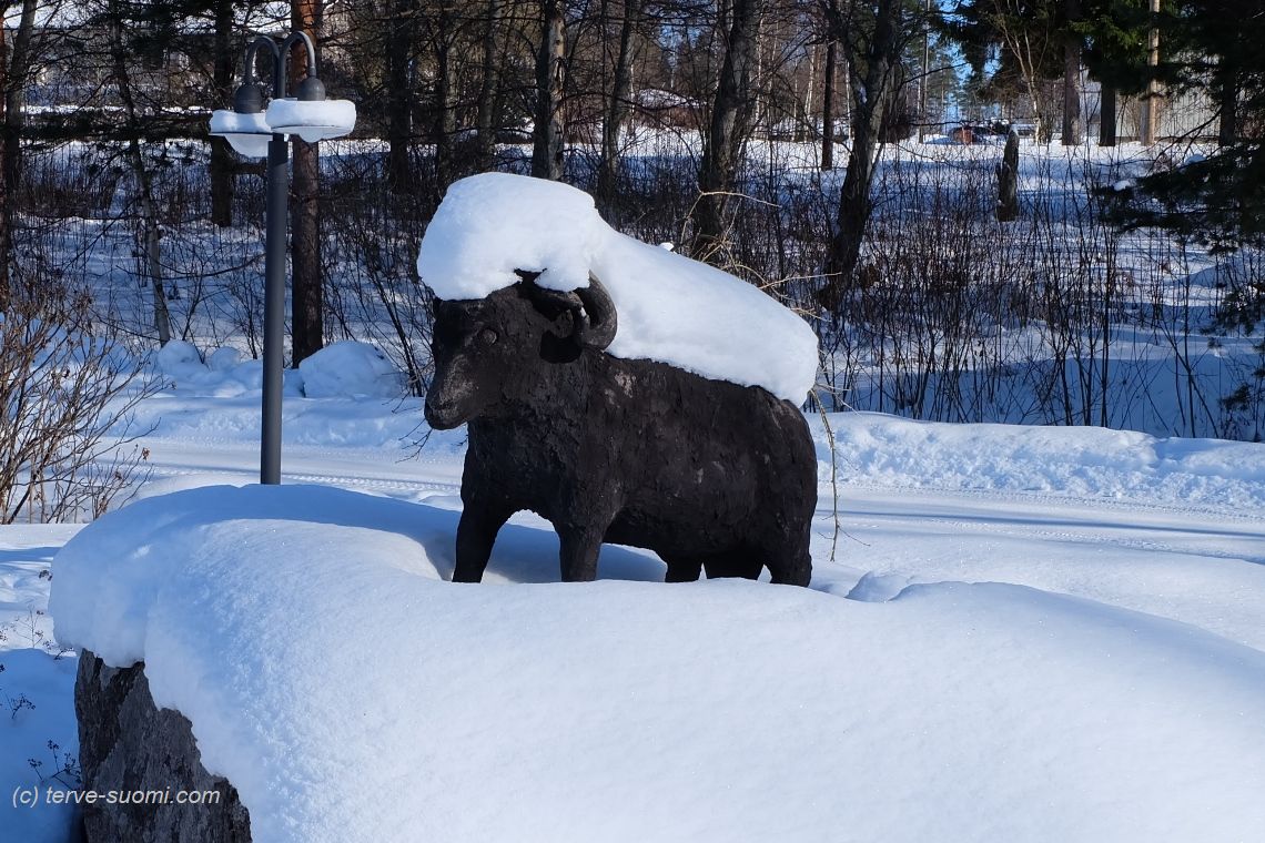 Баранина сяря из Леми: крестьянское чудо Финляндии