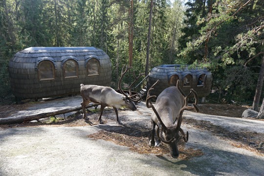 nuuksio reindeer 1