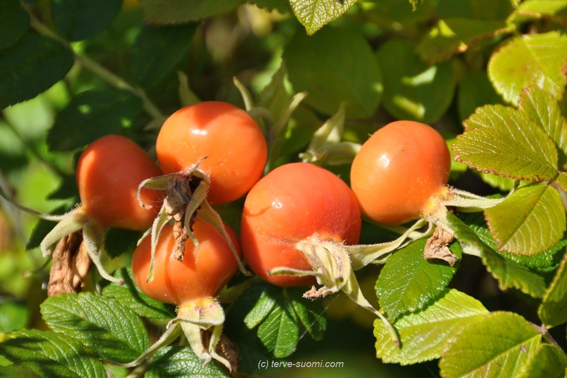 История Нурмеса, или Про самый берёзовый город Финляндии 