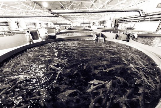 Где живут осетры. Рыбоводный цех в Варкаусе. Фото: Carelian Caviar OY