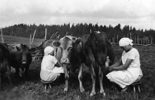 finnarchive cows